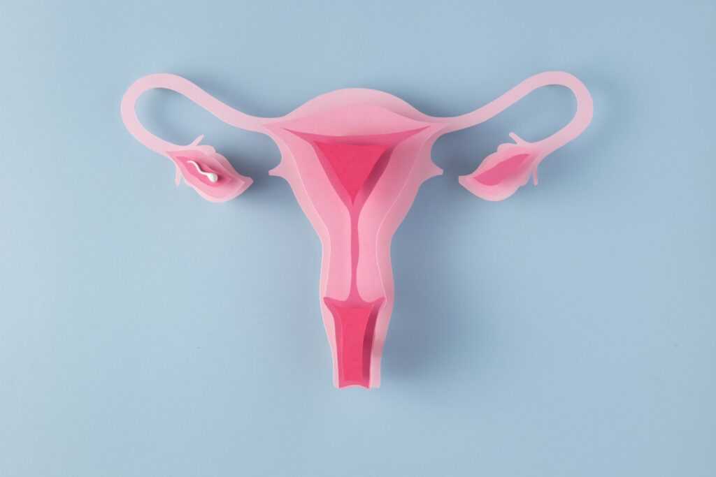 flat lay feminine reproductive system